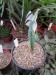 CG - Jednolistá Welwitschia mirabilis.jpg