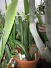 CG - Sansevieria 5.jpg