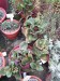 CG - Crassula streyi.jpg