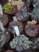 CG - Adromischus 7.jpg