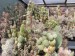 OP - Tephrocactus 1.jpg