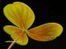 Oxalis brasiliensis.jpg