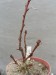 Hylotelephium populifolium.jpg