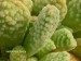 Crassula ausensis ssp.titanopsis 2.jpg