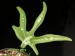 Adenia kirkii.jpg