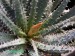 Aloe parvula.jpg
