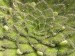 Petrocosmea rosettifolia.jpg