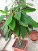 MN - Euphorbia leuconeura.jpg