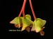 Begonia micranthera.jpg