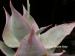 Aloe imalotensis.jpg
