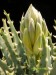 Aloe longistila.jpg