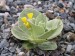 Primula sp..jpg