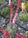 Rostliny rodu Saxifraga.jpg