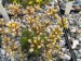 Draba parnassica.jpg