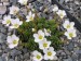 Saxifraga marginata.jpg