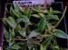 Výsevy - Agave schidigera