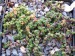 Saxifraga retusa ssp.angustata.jpg
