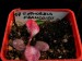 Výsevy - Euphorbia francoisii
