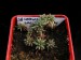Výsevy - Sedum lanceolatum