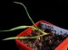 Výsevy - Yucca glauca