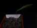 Výsevy - Alstroemeria versicolor