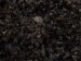 Výsevy - Peperomia dolabriformis, rašící semeno uprostřed