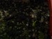 Výsevy - Peperomia fraseri, loňský jarní výsev