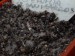 Výsevy - Peperomia macrorhiza, San Marcos, letošní výsev