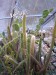 PH14 - Skupina cereusovitých kaktusů