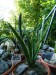 BV32 - Sansevieria