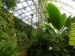 FM2 - Tropický skleník