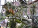 Tillandsia 3.jpg