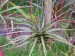 Tillandsia 8.jpg