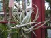 Tillandsia 12.jpg