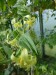 VH14 - Takhle kvete Adenia glauca - samec