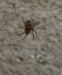 Pavouci- křižák hajní (Zilla diodia) 