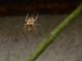 Pavouci- křižák hajní (Zilla diodia) s napnutou sítí pod policí