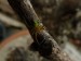 Pavouci- křižák zelený (Araniella cucurbitina) vedle skleníku