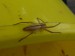 Pavouci- listovník štíhlý (Tibellus oblongus) leze po vědru na vodu