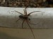 Pavouci- asi listovník obecný (Philodromus cespitum) - samec leze Jirkovi po lavoru se substrátem