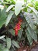 Tropy 3 - Heliconia.jpg