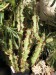 02.Euphorbia coerulescens.jpg