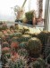 Kaktusy.jpg