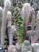 Kaktusy 2.jpg