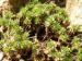 T - Rhodiola.jpg