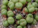 T - Conophytum 2.jpg