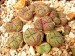 T - Conophytum 5.jpg