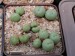 T - Conophytum 10.jpg