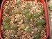 T - Conophytum 12.jpg