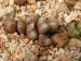 T - Conophytum 16.jpg